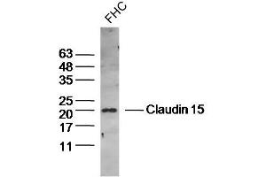 Human FHC lysates probed with Claudin 15 Polyclonal Antibody, Unconjugated  at 1:300 dilution and 4˚C overnight incubation.