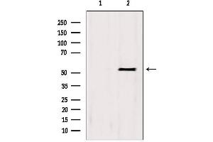 Western blot analysis of extracts from HepG2, using BCS1L antibody. (BCS1L anticorps  (Internal Region))