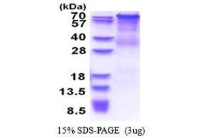 SDS-PAGE (SDS) image for Protocadherin gamma Subfamily C, 4 (PCDHGC4) (AA 30-692) protein (His tag) (ABIN5853495)