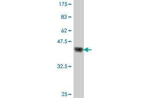Western Blot detection against Immunogen (37.