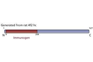 Image no. 3 for anti-Solute Carrier Family 3 (Activators of Dibasic and Neutral Amino Acid Transport), Member 2 (SLC3A2) (AA 9-204) antibody (ABIN968570)