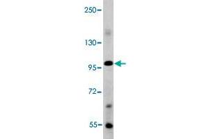 Western blot analysis of mouse liver tissue lysate (35 ug/lane) with BMP1 polyclonal antibody . (BMP1 anticorps  (C-Term))