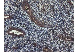 Image no. 3 for anti-Acyl-CoA Binding Domain Containing 3 (Acbd3) antibody (ABIN1498415)