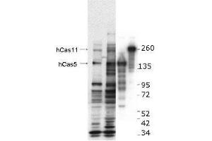 Western blot using  anti-hCASZ1 antibody. (CASZ1 anticorps  (Internal Region))