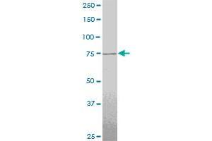 TTF2 monoclonal antibody (M06), clone 1E8.