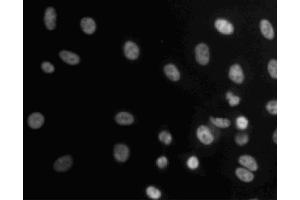 Immunofluorescent staining of A549 (ATCC CCL-185) cells. (BUB3 anticorps  (AA 4-16))