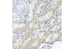 Immunohistochemistry of paraffin-embedded rat kidney using PEX3 antibody (ABIN5975508) at dilution of 1/100 (40x lens). (PEX3 anticorps)