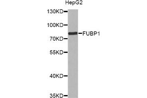 Western blot analysis of extracts of HepG2 cells, using FUBP1 antibody (ABIN6292083) at 1:1000 dilution. (FUBP1 anticorps)
