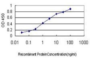 Detection limit for recombinant GST tagged HTRA2 is approximately 0. (HTRA2 anticorps  (AA 359-458))