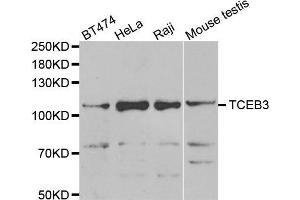Western blot analysis of extracts of various cell lines, using TCEB3 antibody (ABIN5975459) at 1/1000 dilution. (TCEB3 anticorps)
