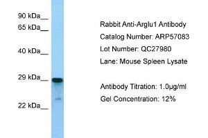 Western Blotting (WB) image for anti-Arginine and Glutamate Rich 1 (ARGLU1) (N-Term) antibody (ABIN2787054) (ARGLU1 anticorps  (N-Term))