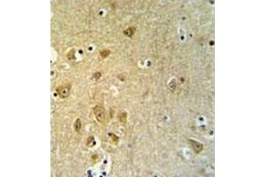 Formalin fixed and paraffin embedded br ain tissue stained with KLC2 Antibody (C-Term) followed by peroxidase conjugation of the secondary antibody and DAB staining (KLC2 anticorps  (C-Term))
