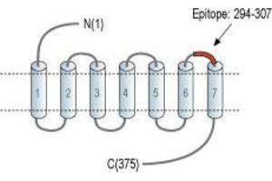 Representative domain view of the target of ABIN7043146. (Mesothelin anticorps  (3rd Extracellular Loop) (FITC))