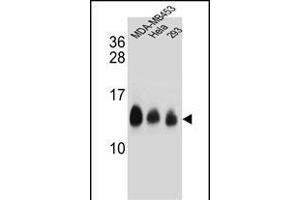 NDUFC2 Antibody (C-term) (ABIN654699 and ABIN2844392) western blot analysis in MDA-M,Hela,293 cell line lysates (35 μg/lane). (NDUFC2 anticorps  (C-Term))