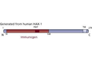 Image no. 1 for anti-HCLS1 Associated Protein X-1 (HAX1) (AA 10-148) antibody (ABIN968199) (HAX1 anticorps  (AA 10-148))