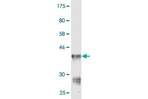 Western Blot detection against Immunogen (36. (CMAS anticorps  (AA 164-263))