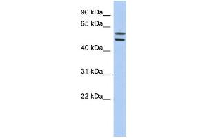 Western Blotting (WB) image for anti-Zinc Finger Protein 513 (ZNF513) antibody (ABIN2458444)