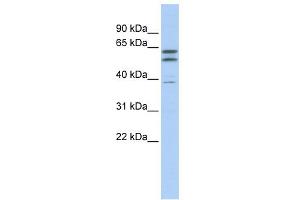 WB Suggested Anti-TUBB2A Antibody Titration:  0. (TUBB2A anticorps  (N-Term))