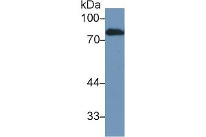 Western Blot; Sample: Rat Serum; Primary Ab: 1µg/ml Rabbit Anti-Rat LTF Antibody Second Ab: 0.