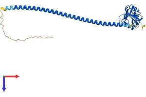 AlphaFold protein structure predicition of Human Recombinant OLR1 Protein, UniprotID P78380