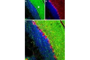Expression of RyR1 in mouse cerebellum - Immunohistochemical staining of mouse cerebellum frozen sections using Anti-Ryanodine Receptor 1 Antibody (ABIN7043604, ABIN7045211 and ABIN7045212), (1:100), (green).