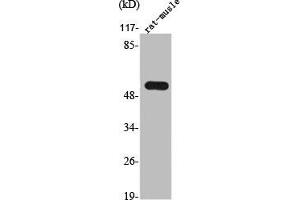 Western Blot analysis of RAT-MUSCLE cells using TrxR2 Polyclonal Antibody (TXNRD2 anticorps  (C-Term))