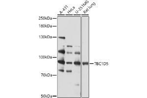Western blot analysis of extracts of various cell lines, using TBC1D5 antibody (ABIN7270750) at 1:1000 dilution.