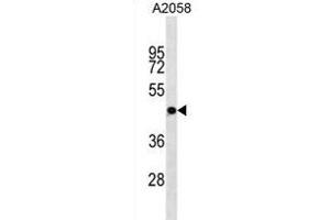 OR4S1 Antibody (C-term) (ABIN1881602 and ABIN2838742) western blot analysis in  cell line lysates (35 μg/lane). (OR4S1 anticorps  (C-Term))