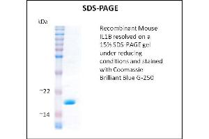 SDS-PAGE (SDS) image for Interleukin 1, beta (IL1B) (Active) protein (ABIN5509333) (IL-1 beta Protéine)