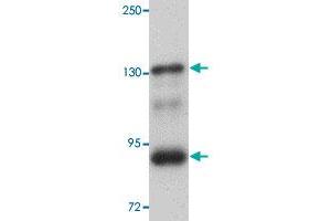 Western blot analysis of mouse kidney tissue with SEC16B polyclonal antibody  at 1 ug/mL dilution. (SEC16B anticorps  (C-Term))