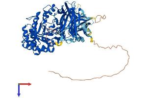 Endo-beta-N-Acetylglucosaminidase (ENGASE) (AA 1-734) protein (His tag)