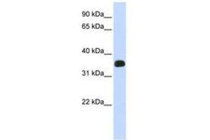 Image no. 1 for anti-Chromosome 2 Open Reading Frame 47 (C2orf47) (C-Term) antibody (ABIN6740965) (C2orf47 anticorps  (C-Term))
