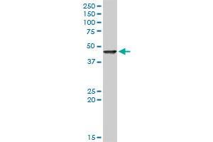 FEN1 MaxPab rabbit polyclonal antibody.
