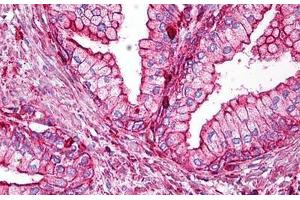 Anti-Beta Actin antibody IHC staining of human prostate.