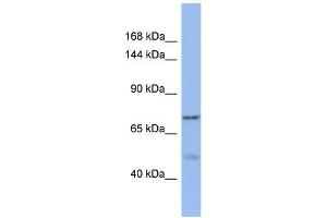 Western Blotting (WB) image for anti-KAT8 Regulatory NSL Complex Subunit 1-Like (KANSL1L) (C-Term) antibody (ABIN2785193) (KANSL1L anticorps  (C-Term))