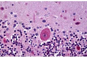 Anti-GLRA3 antibody IHC staining of human brain, cerebellum, purine. (GLRA3 anticorps  (C-Term))