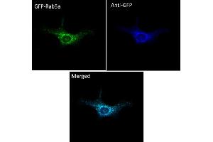 Immunofluorescence (IF) image for anti-Green Fluorescent Protein (GFP) antibody (DyLight 405) (ABIN7273059) (GFP anticorps  (DyLight 405))