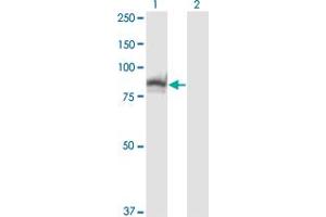 Western Blotting (WB) image for anti-Slingshot Homolog 3 (SSH3) (AA 293-392) antibody (ABIN599261) (SSH3 anticorps  (AA 293-392))