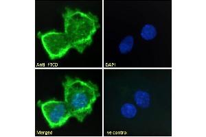 ABIN185268 Immunofluorescence analysis of paraformaldehyde fixed HepG2 cells, permeabilized with 0.