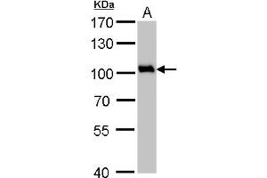 WB Image VCP antibody detects VCP protein by Western blot analysis. (VCP anticorps  (N-Term))
