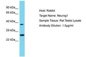 Image no. 1 for anti-Neurogenin 1 (NEUROG1) (AA 51-100) antibody (ABIN6750261) (Neurogenin 1 anticorps  (AA 51-100))