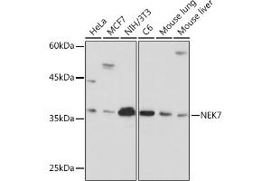 Western blot analysis of extracts of various cell lines, using NEK7 Rabbit mAb (ABIN7268843) at 1:1000 dilution. (NEK7 anticorps)