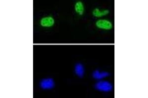 Rad21 antibody (rAb) tested by Immunofluorescence.