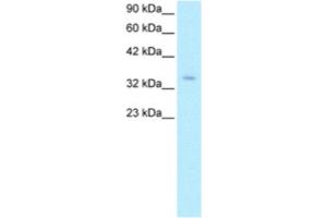 Western Blotting (WB) image for anti-Zinc Finger Protein 391 (ZNF391) antibody (ABIN2460340) (ZNF391 anticorps)