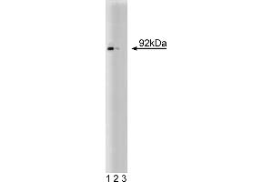Western Blotting (WB) image for anti-Signal Transducer and Activator of Transcription 5A (STAT5A) (AA 451-649) antibody (ABIN967811) (STAT5A anticorps  (AA 451-649))