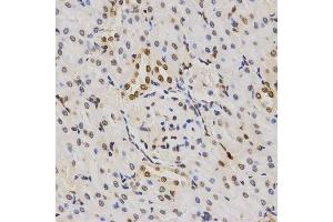 Immunohistochemistry of paraffin-embedded rat kidney using TriMethyl-Histone H3-K79 antibody. (Histone 3 anticorps  (H3K79me3))