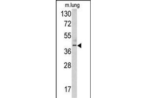 Western blot analysis of TDG antibody (N-term) (ABIN390559 and ABIN2840890) in mouse lung tissue lysates (35 μg/lane). (TDG anticorps  (N-Term))