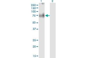 Western Blot analysis of SLC30A5 expression in transfected 293T cell line by SLC30A5 monoclonal antibody (M03), clone 2E10.