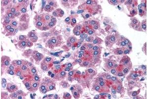 Human Pancreas (formalin-fixed, paraffin-embedded) stained with RAB14 antibody ABIN214804 at 5 ug/ml followed by biotinylated goat anti-rabbit IgG secondary antibody ABIN481713, alkaline phosphatase-streptavidin and chromogen.