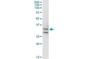 MPPED2 antibody  (AA 1-294)